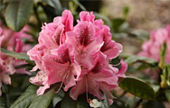 Rhododendron Cosmopolitan