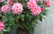 Rhododendron Cosmopolitan