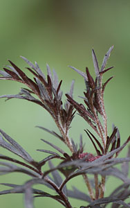 Sambucus Nigra Black Lace