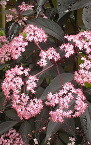 Sambucus Nigra Black Lace