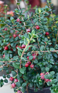 Myrtus ugni