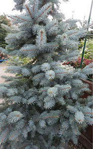 Picea pungens Hoopsii