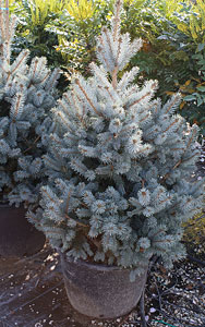 Picea pungens Hoopsii