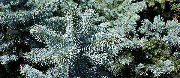 Picea pungens Hoopsii