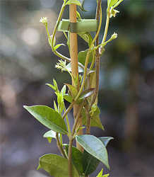 Trachelospermum Jasminoides
