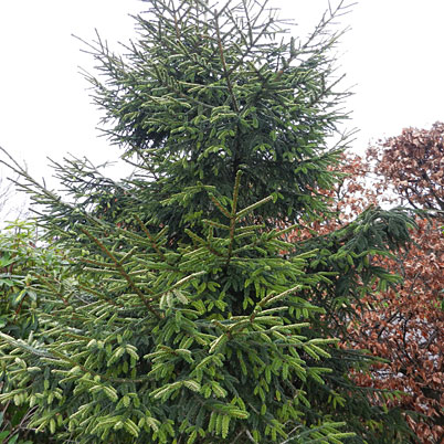 Picea Orientalis-Oriental Spruce