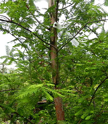 Metasequoia Glyptostroboides-Dawn Redwood