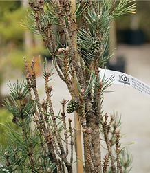 Pinus Sylvestris Fastigiata