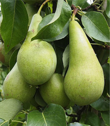 Pyrus Communis Conference-Pear Conference