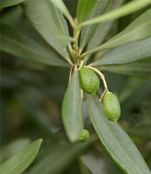 Olea Europaea Olive Tree