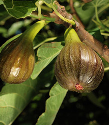 Ficus carica-Fig Brown Turkey