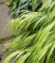 Hakonechloa Macra Aureola-Golden Hakone Grass