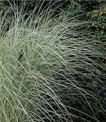 Miscanthus Sinensis-Japanese Silver Grass