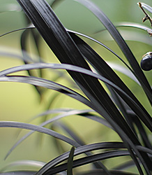 Ophiopogon Planiscapus Nigrescens-Black Grass