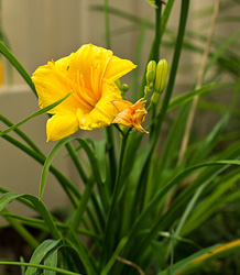 Hemerocallis Stella D'Oro- Peruvian Day Lily