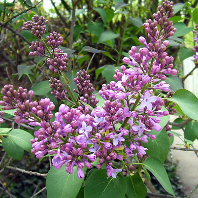 Syringa meyerii Palibin - Lilac