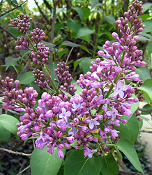 Syringa meyerii Palibin-Lilac