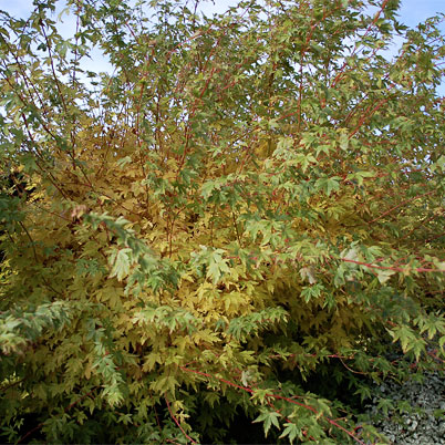 Acer Palmatum Sango-Kaku