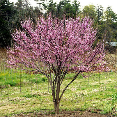 Cercis Canadensis-Forest Pansy
