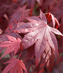 Acer Palmatum Atropurpureun-Japanese Maple