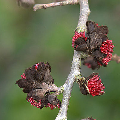 Parrotia persica Vanessa - Persian Ironwood