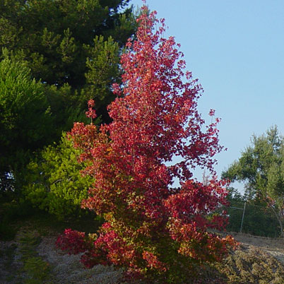 Liquidambar Styraciflua Worplesdon - Sweet Gum Tree