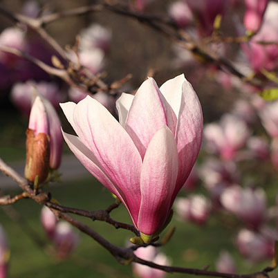 Magnolia Soulangiana - Rustica Rubra