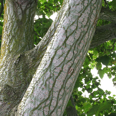 Acer davidii Serpentine - Snake Bark Maple