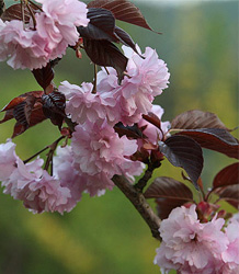 Prunus Royal Burgundy