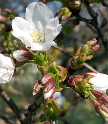 Prunus Taihaku