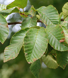 Carpinus Betulus Fastigiata
